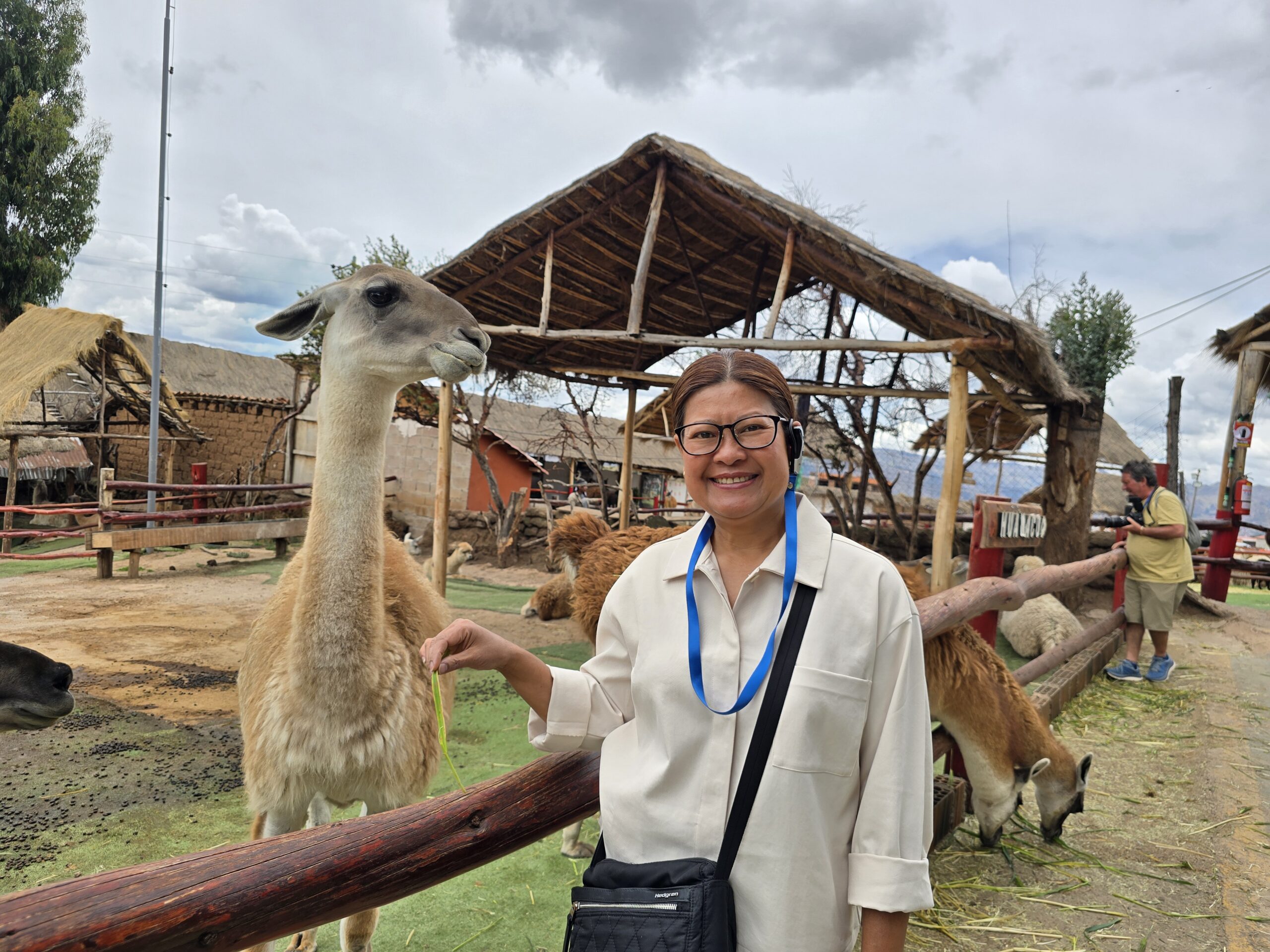 Una viajera le ofrece pasto a una llama, que estira el cuello junto a la cerca. Al fondo, un corral de techo de paja y otras llamas comiendo.
